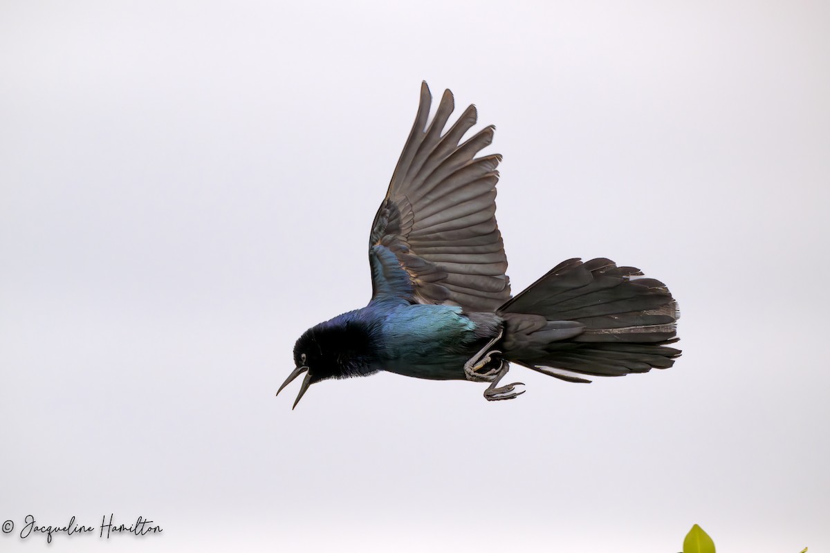Boat-tailed Grackle - ML618717756