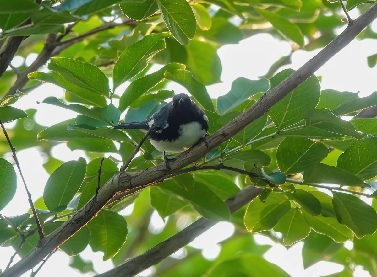 Black-throated Blue Warbler - ML618717761