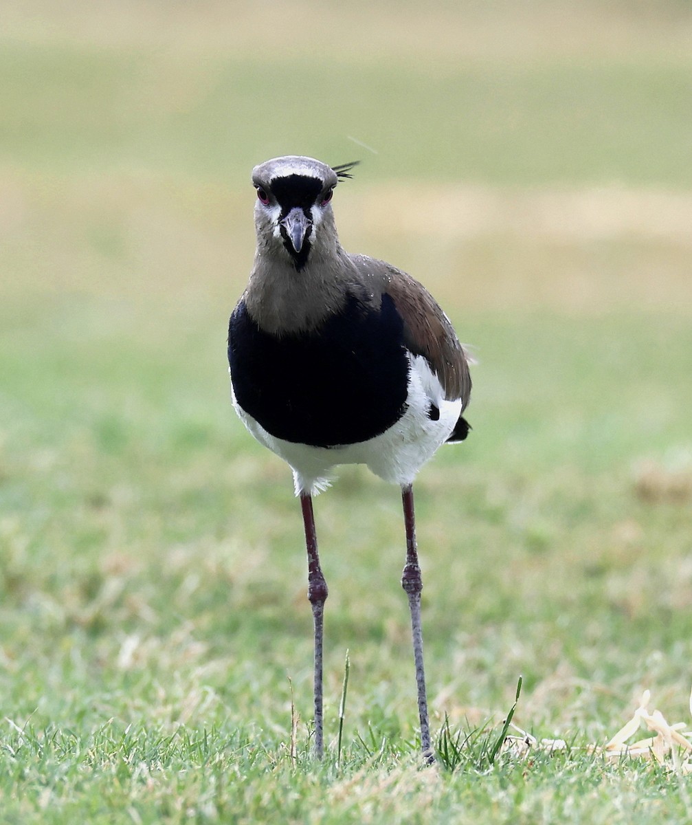 Southern Lapwing - Hal and Kirsten Snyder