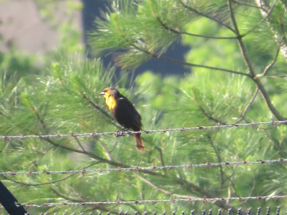 Yellow-headed Blackbird - ML618717786