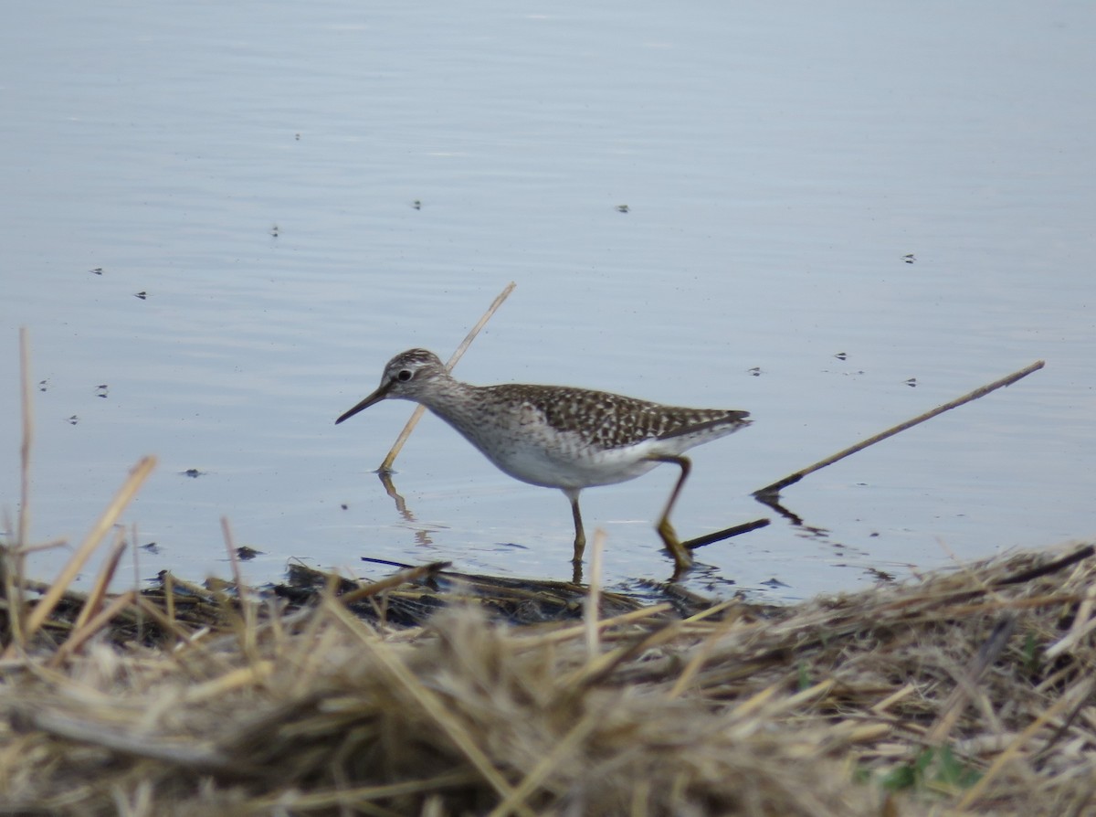 Spotted Redshank - ML618717829