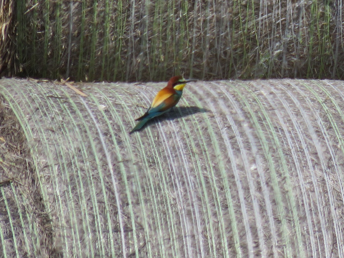 European Bee-eater - ML618717849