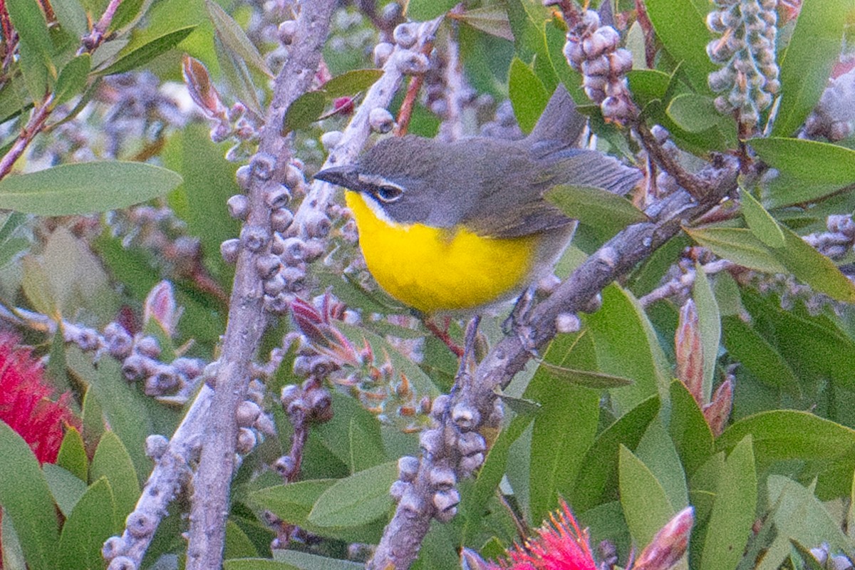Yellow-breasted Chat - ML618717886