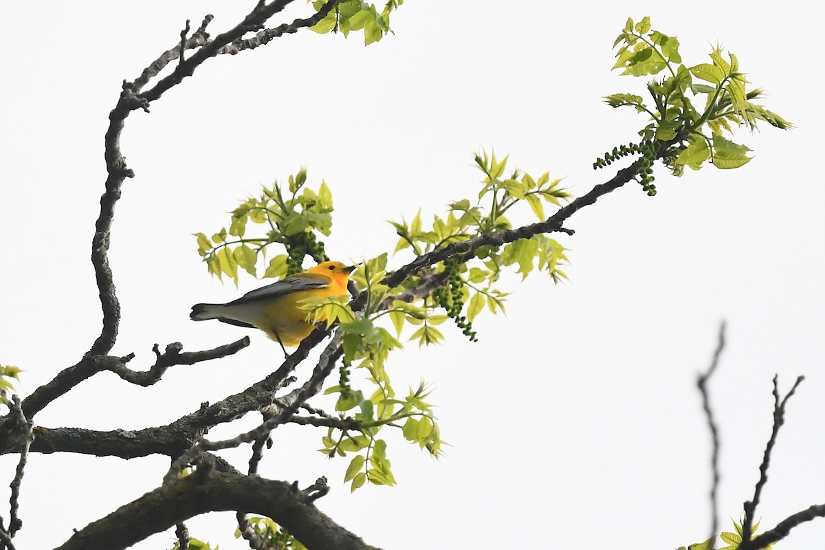 Prothonotary Warbler - ML618717896