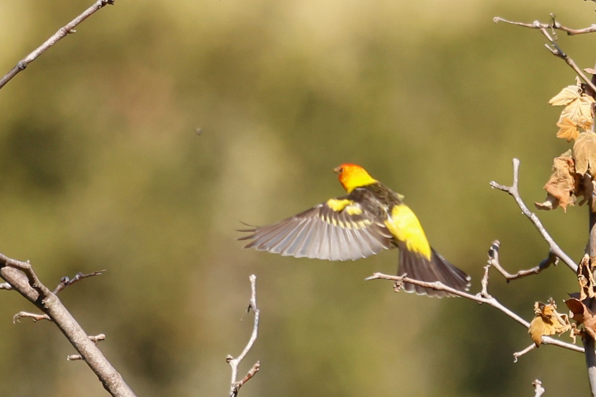 Western Tanager - Barry Langdon-Lassagne
