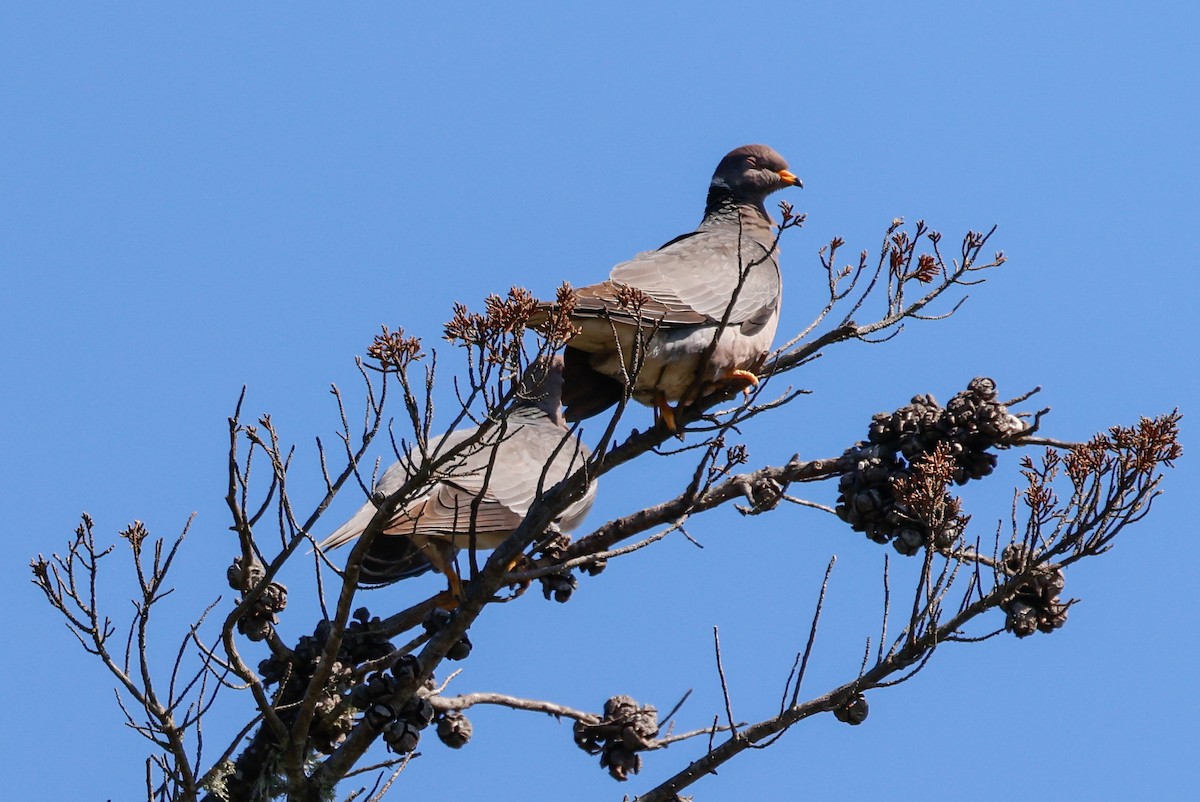 Band-tailed Pigeon - ML618717922
