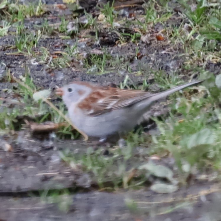 Field Sparrow - Charles (PAT) Dollard