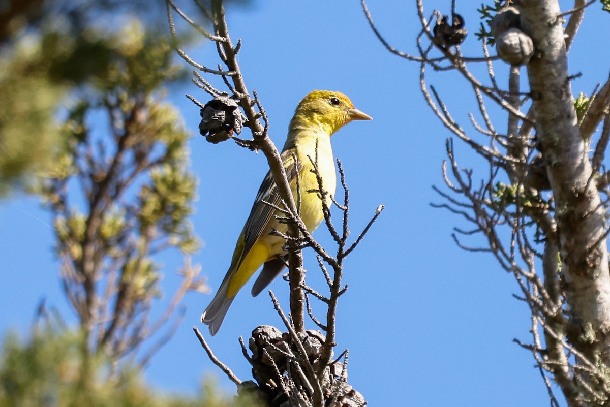 Western Tanager - ML618717937