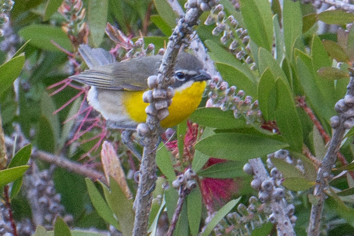 Yellow-breasted Chat - ML618717943