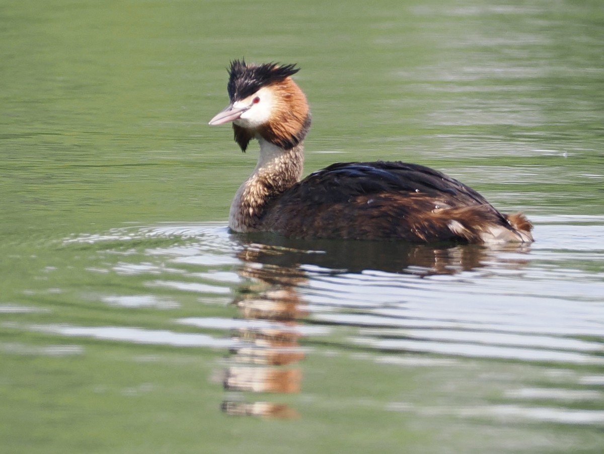 Great Crested Grebe - ML618717945
