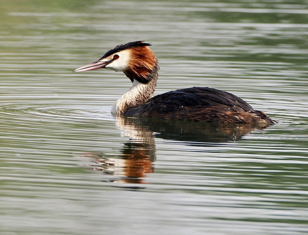 Great Crested Grebe - ML618717946