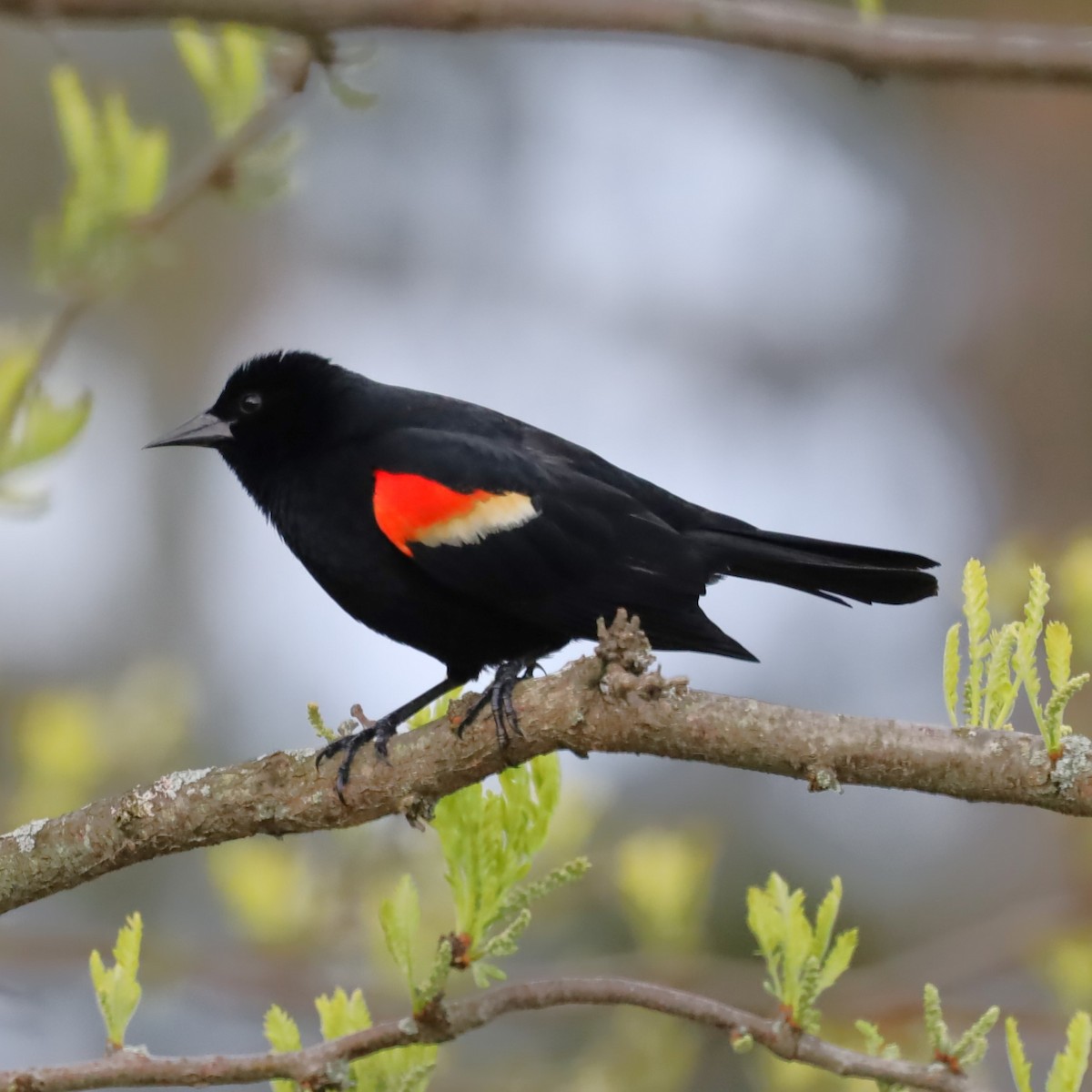 Red-winged Blackbird - Charles (PAT) Dollard