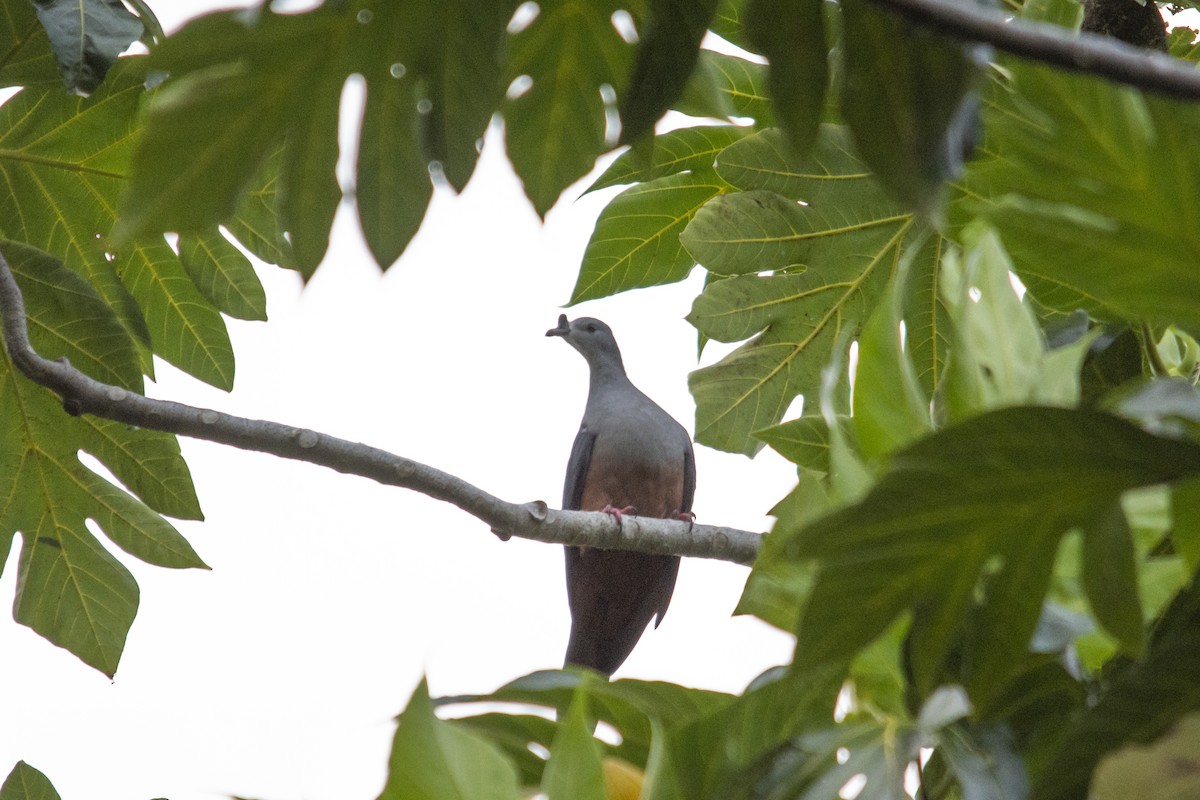 Micronesian Imperial-Pigeon - ML618717972