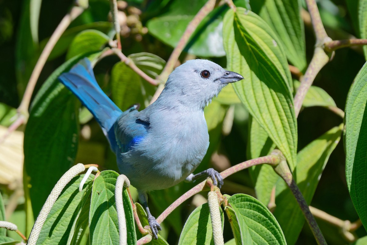 Blue-gray Tanager - ML618717980
