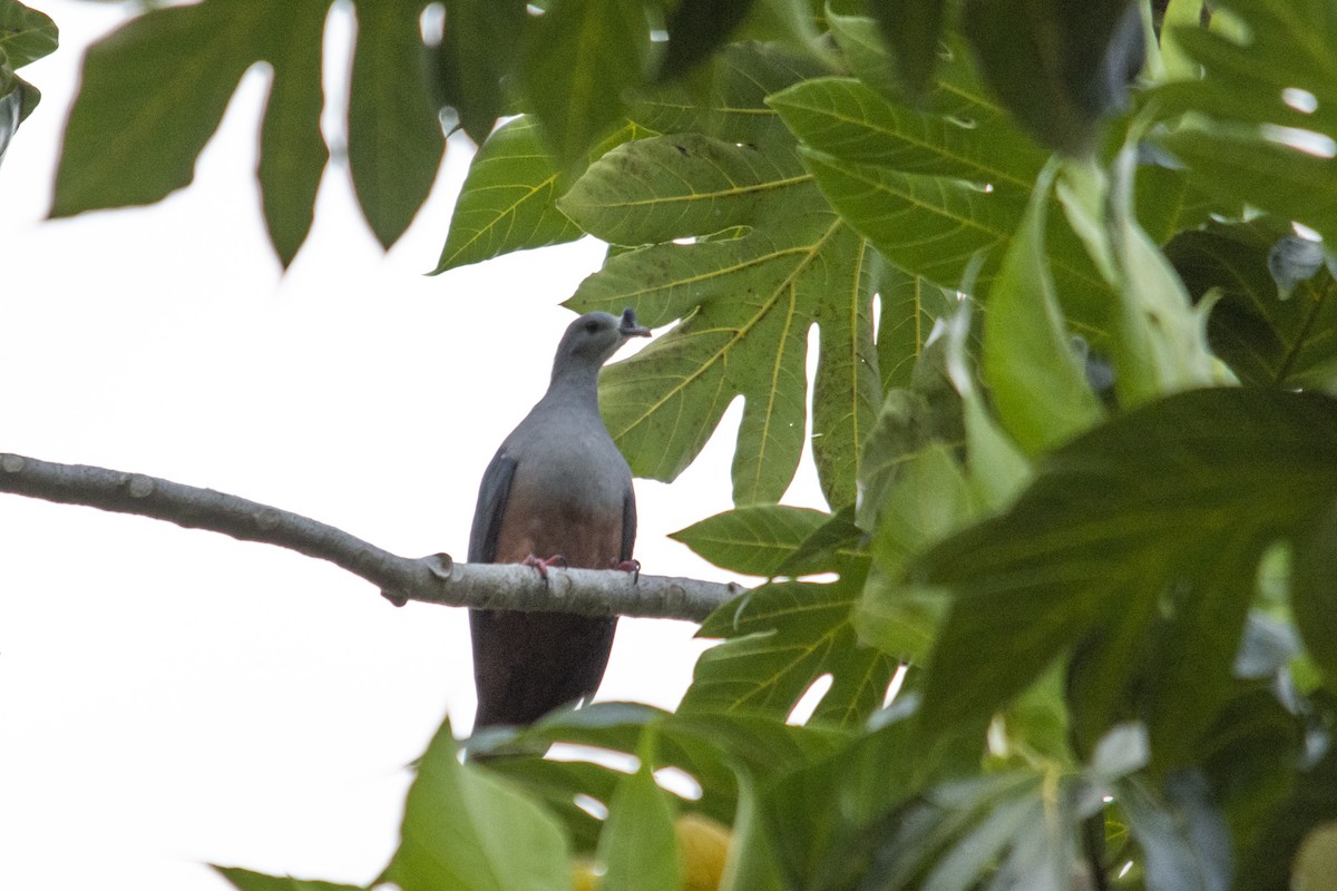 Micronesian Imperial-Pigeon - ML618717983