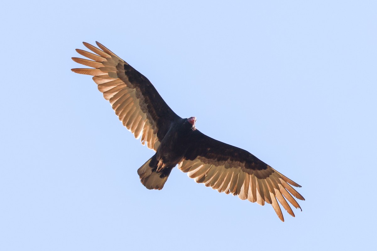 Turkey Vulture - ML618717987