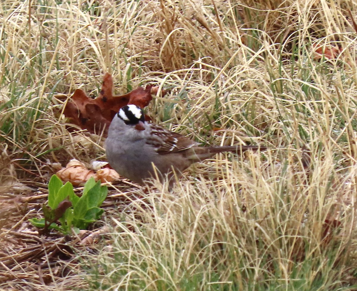 White-crowned Sparrow (Dark-lored) - ML618717991