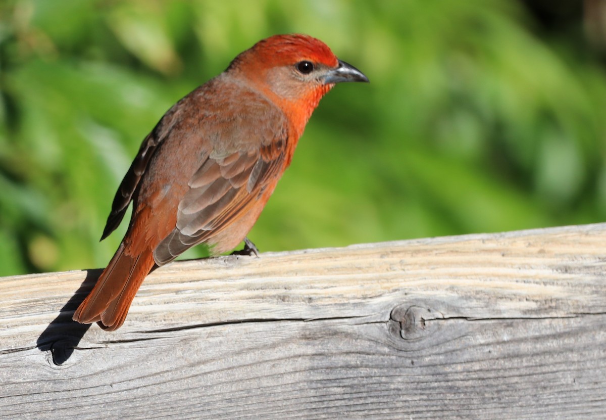 Hepatic Tanager - ML618717997