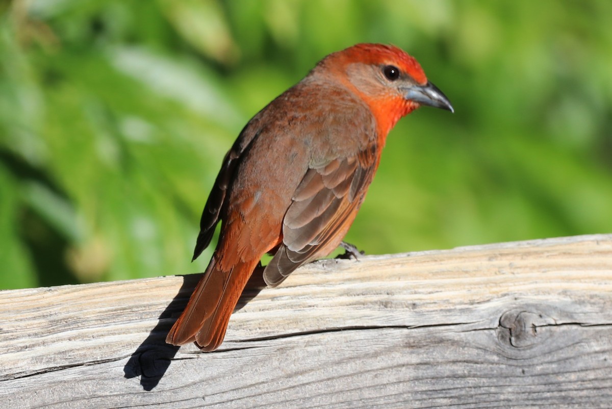 Hepatic Tanager - ML618718001