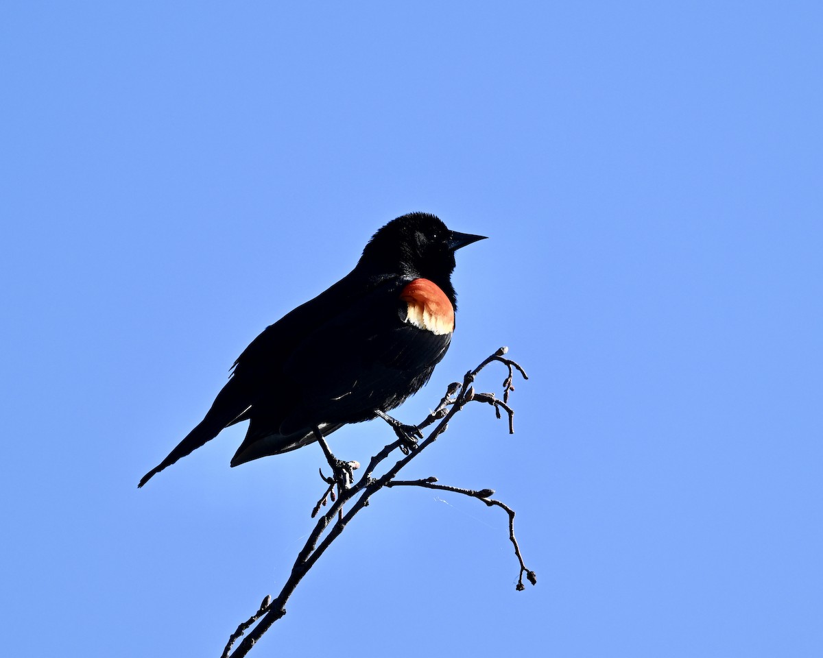 Red-winged Blackbird - ML618718029