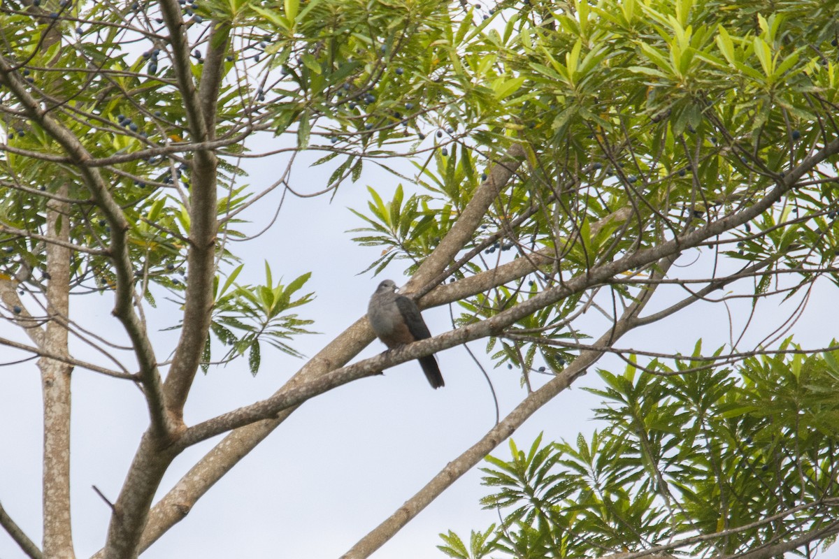 Микронезийский плодовый голубь - ML618718043