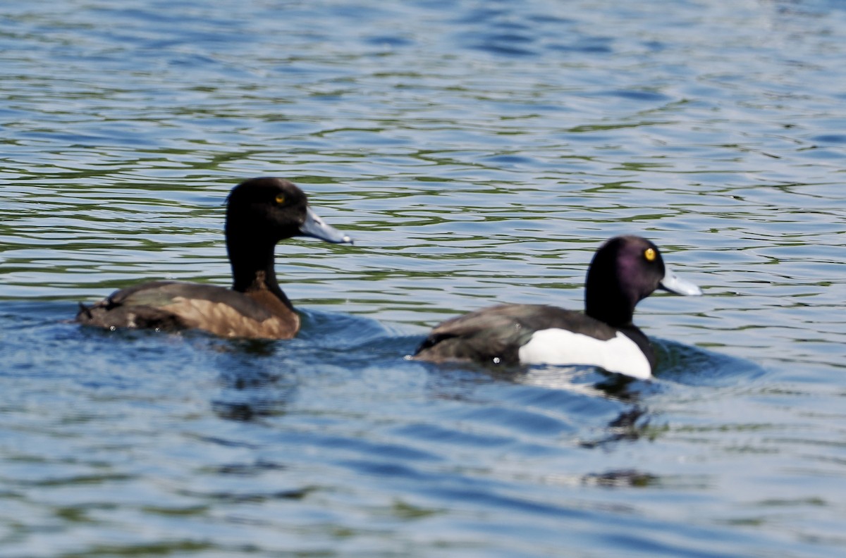 Tufted Duck - ML618718044