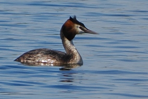 Great Crested Grebe - ML618718047