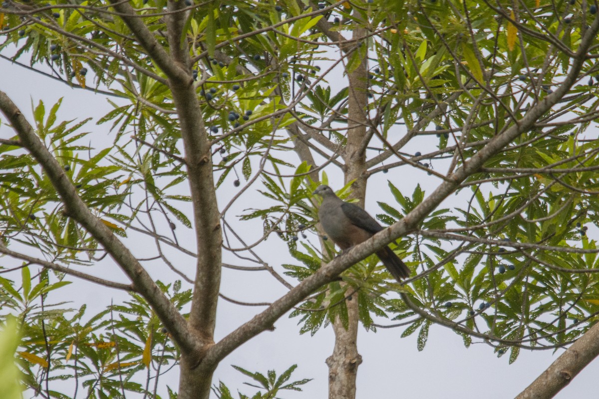 Микронезийский плодовый голубь - ML618718051