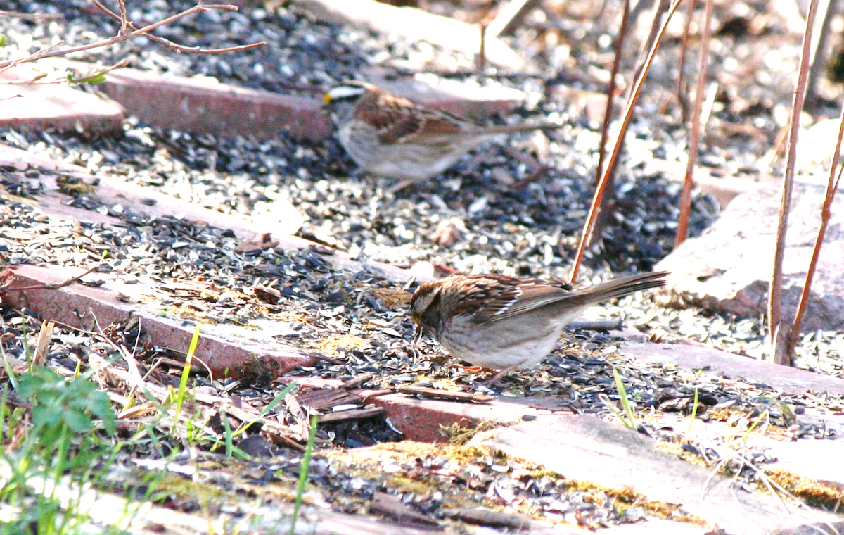 White-throated Sparrow - Muriel & Jennifer Mueller