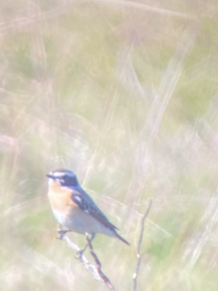 Whinchat - ML618718069
