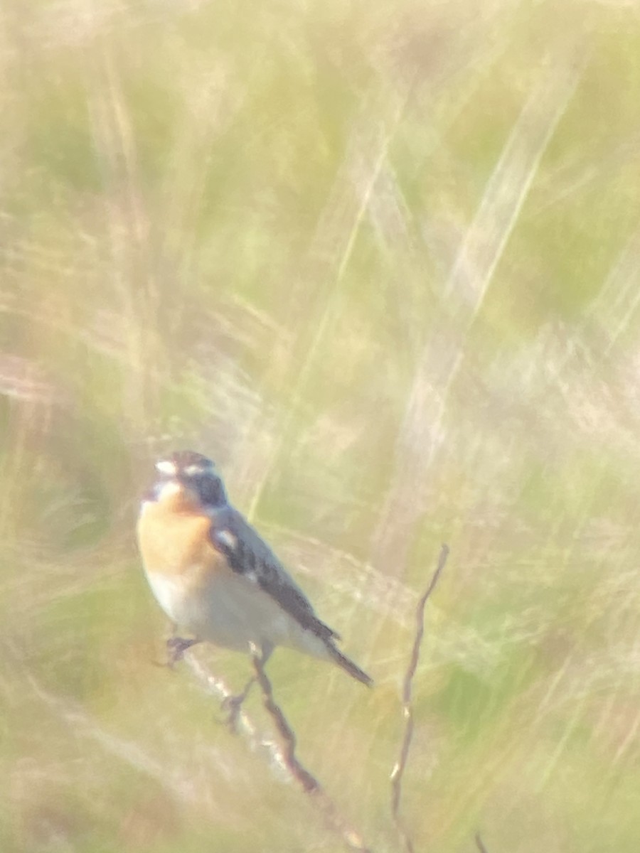 Whinchat - ML618718071