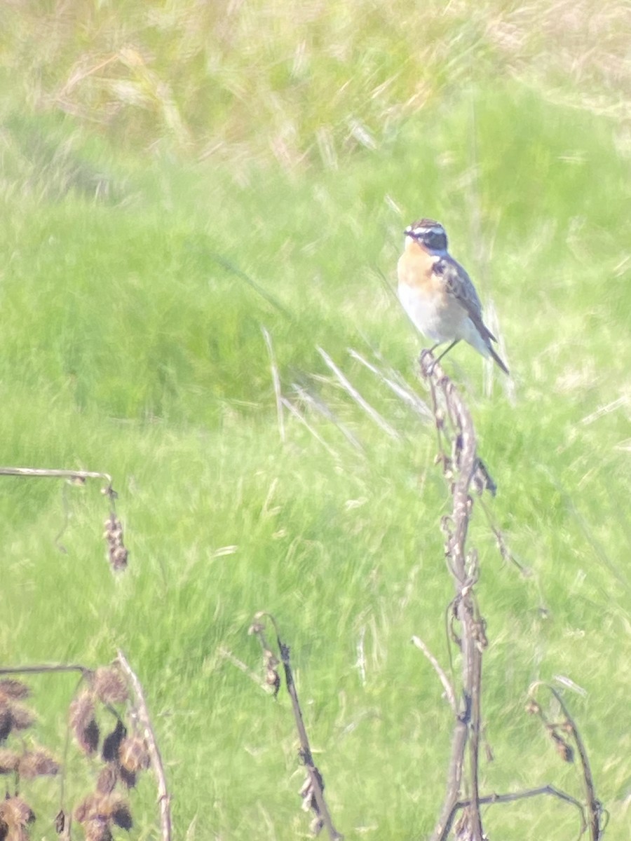 Whinchat - ML618718074