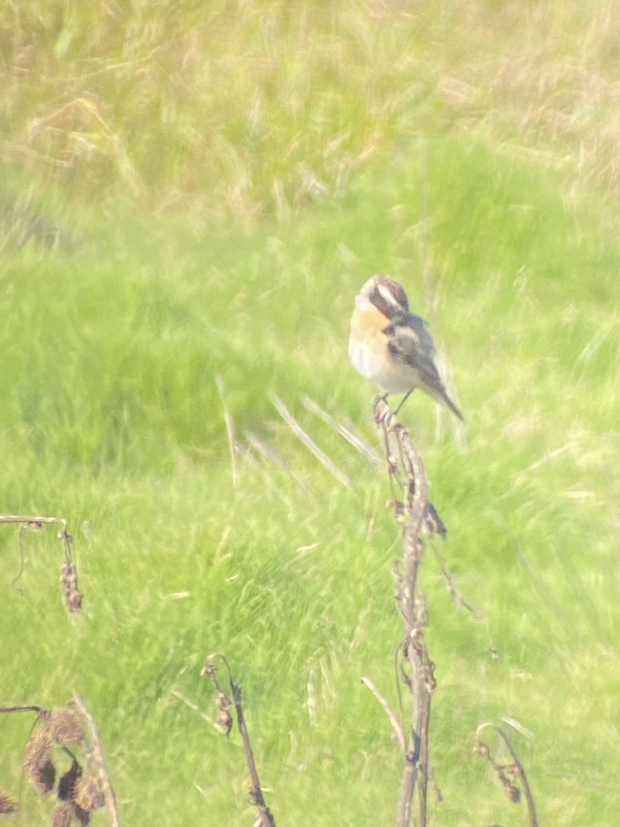 Whinchat - ML618718075