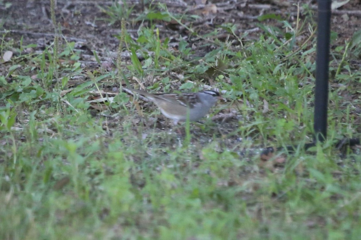White-crowned Sparrow - ML618718087
