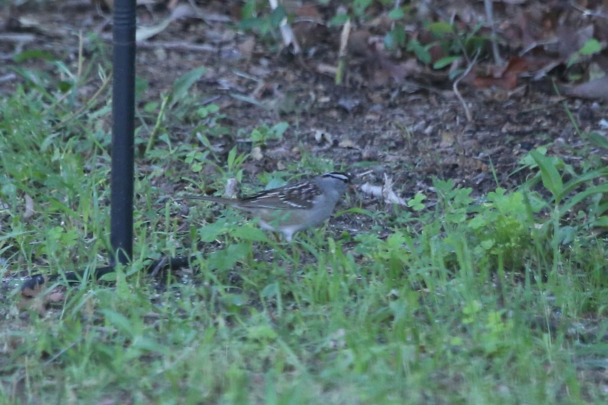 White-crowned Sparrow - ML618718088