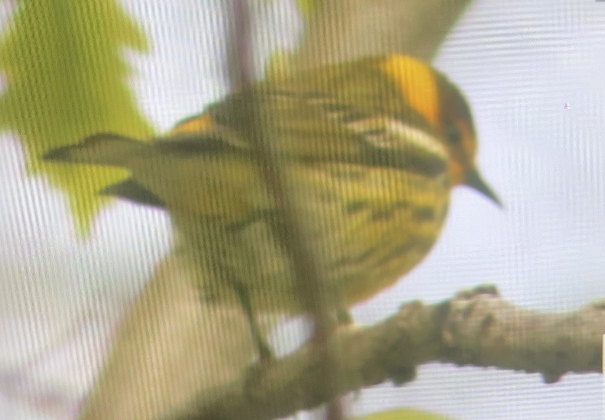 Cape May Warbler - ML618718090