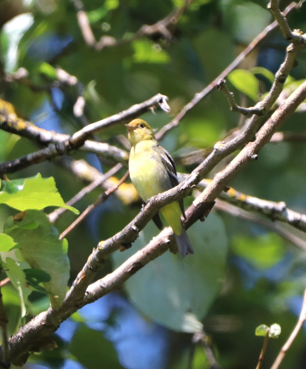 Western Tanager - ML618718094