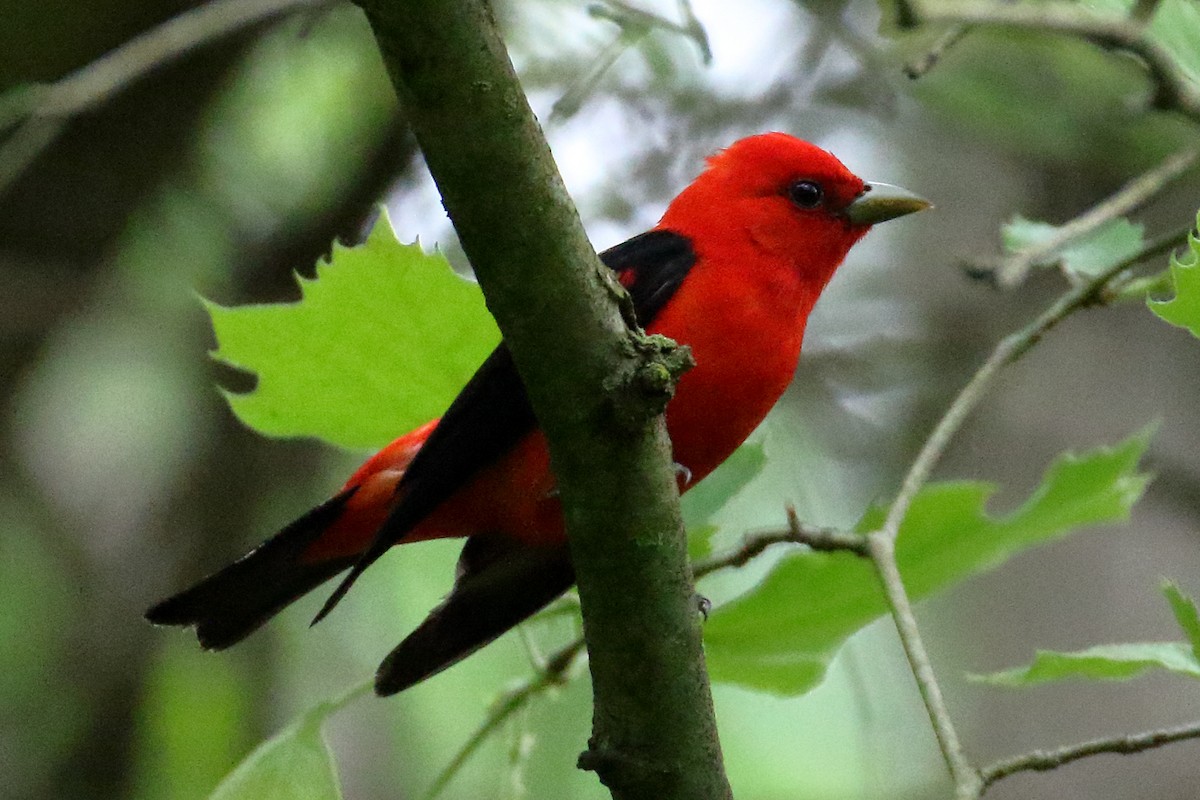 Scarlet Tanager - ML618718103