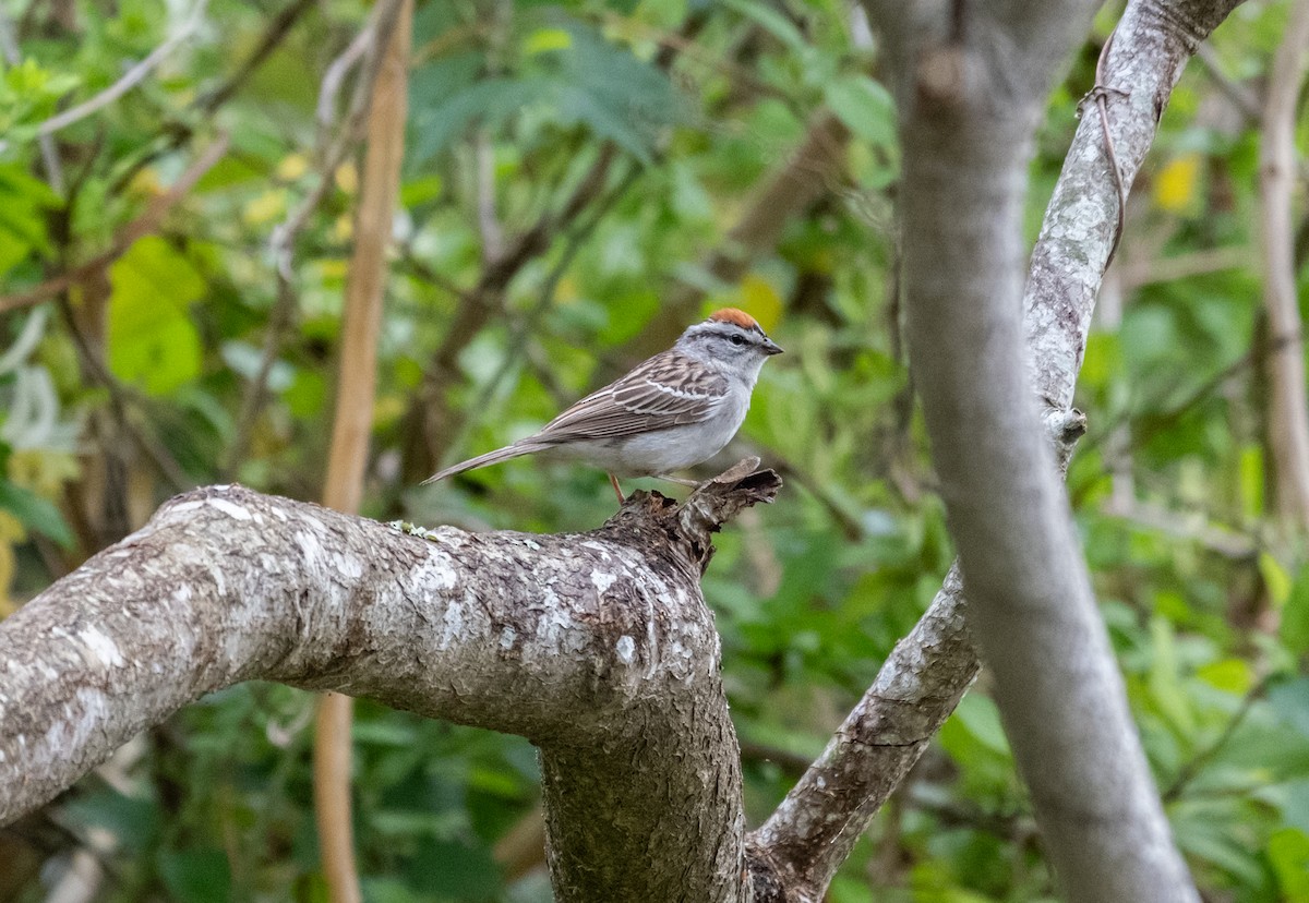 Chipping Sparrow - ML618718161