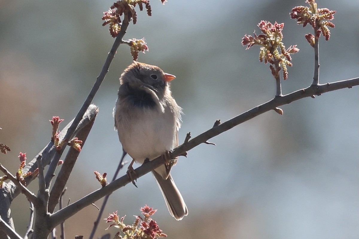 Field Sparrow - ML618718169