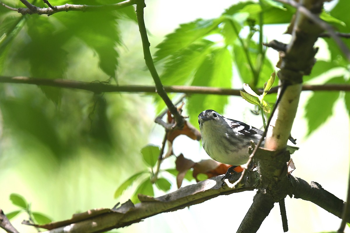 Black-and-white Warbler - ML618718176
