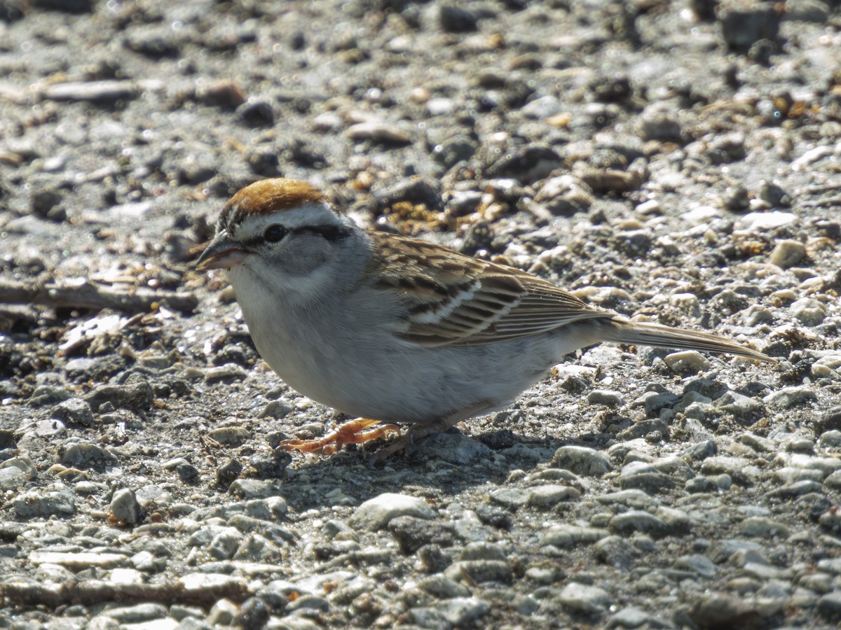 Chipping Sparrow - ML618718185