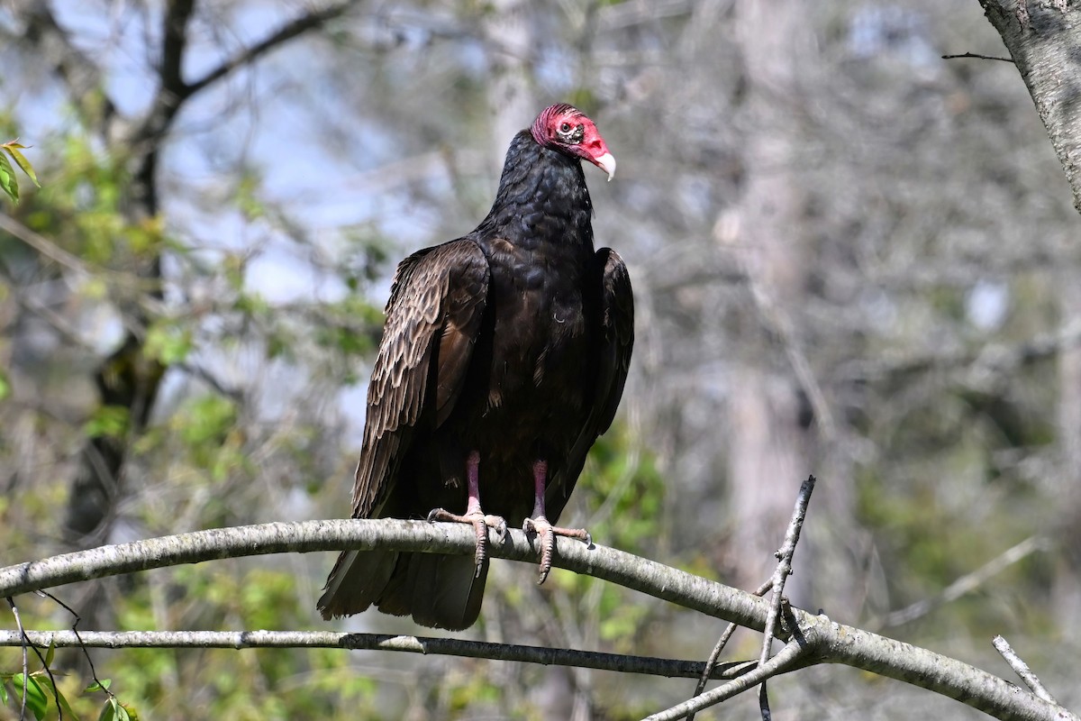 Turkey Vulture - ML618718202
