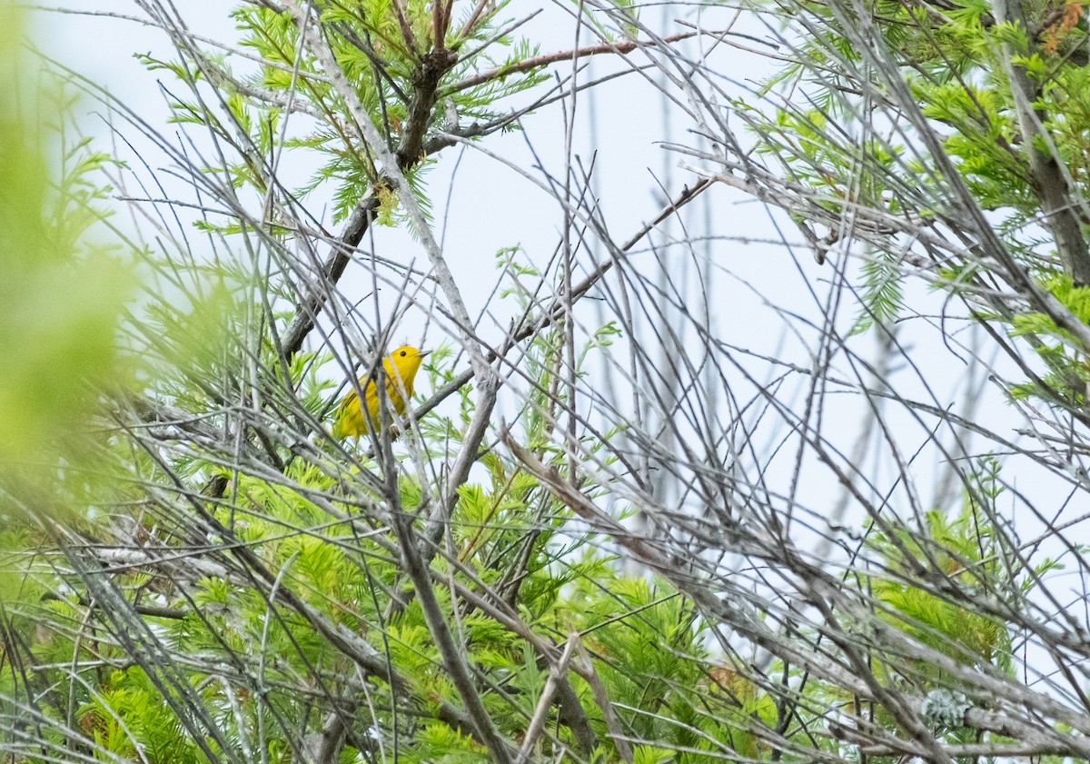 Yellow Warbler - ML618718213