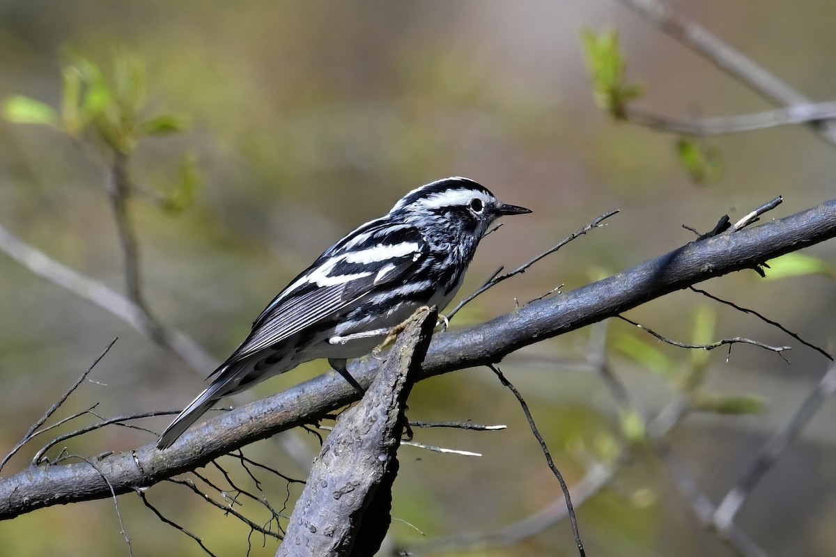 Black-and-white Warbler - ML618718220