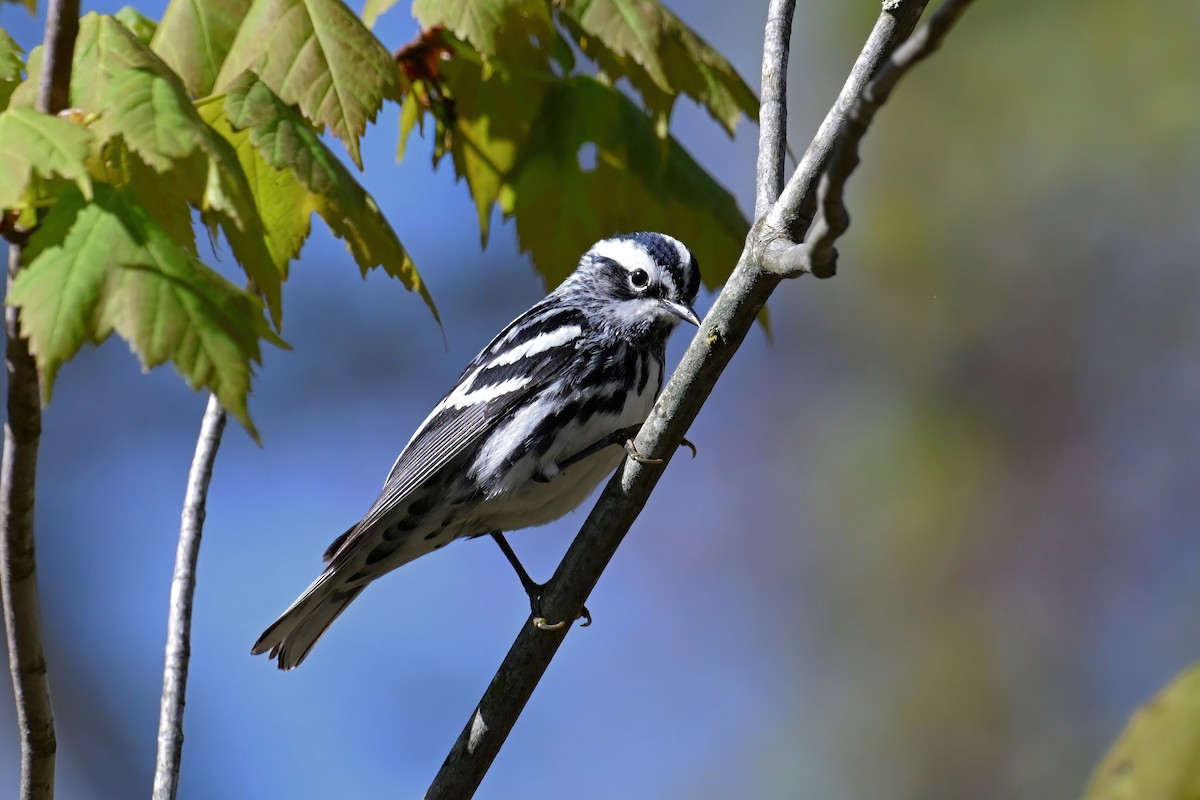 Black-and-white Warbler - ML618718221