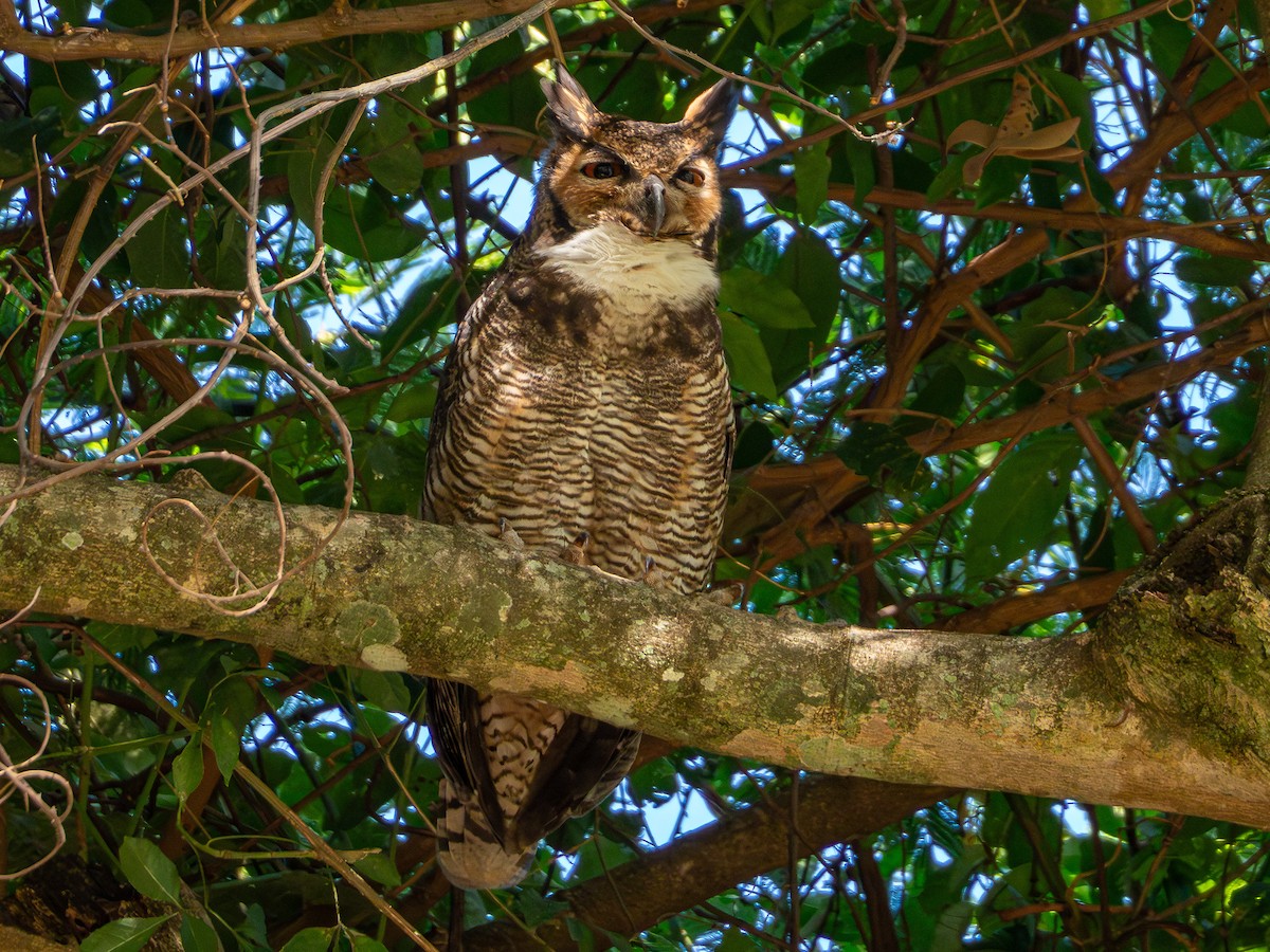 Great Horned Owl - ML618718238