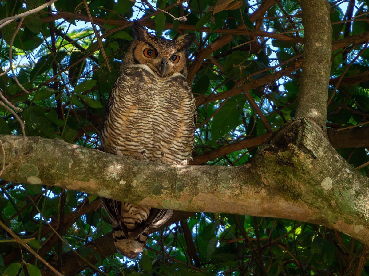 Great Horned Owl - ML618718239
