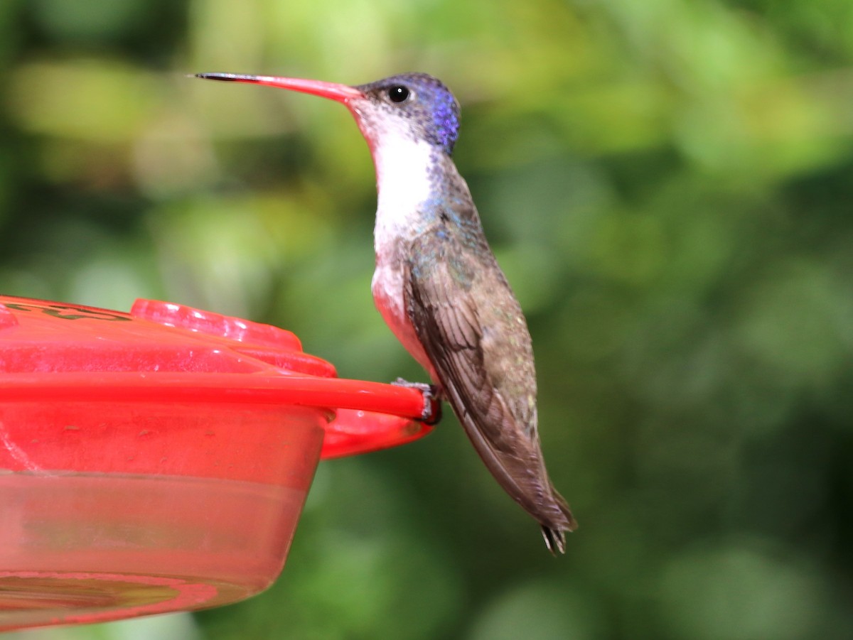 Violet-crowned Hummingbird - ML618718263