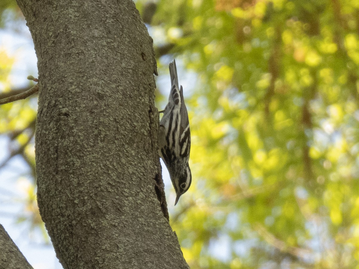 Black-and-white Warbler - ML618718267